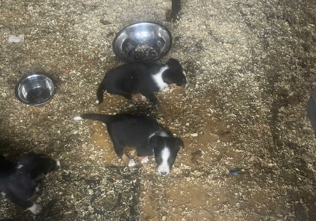 Border collie's puppies looking for forever homes for sale in Oxted, Surrey - Image 2