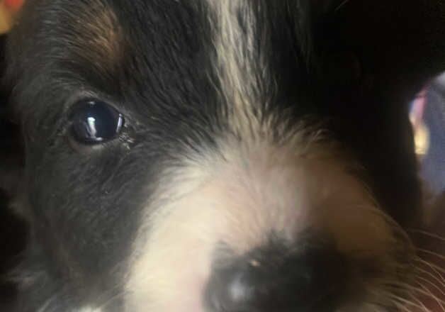 Border collie's puppies looking for forever homes for sale in Oxted, Surrey - Image 3