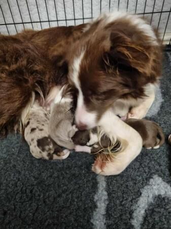 Border collies puppies. Red and lilacs for sale in Workington, Cumbria - Image 1