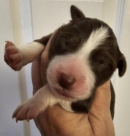 Border collies puppies. Red and lilacs for sale in Workington, Cumbria - Image 2