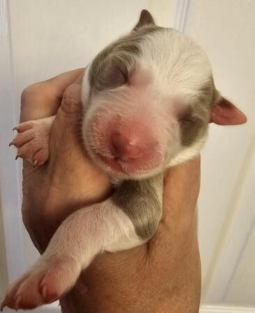 Border collies puppies. Red and lilacs for sale in Workington, Cumbria - Image 3