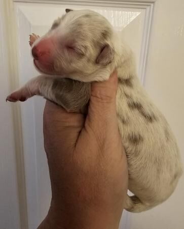 Border collies puppies. Red and lilacs for sale in Workington, Cumbria - Image 4