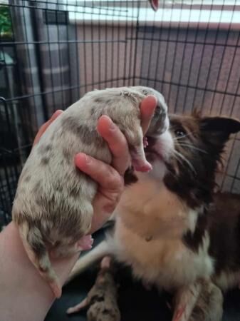 Border collies puppies. Red and lilacs for sale in Workington, Cumbria - Image 5