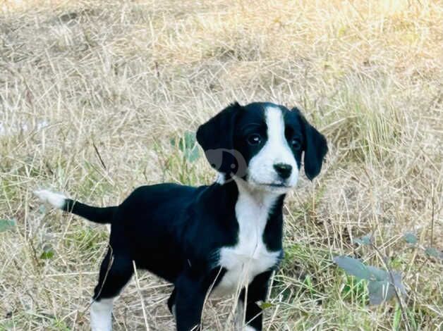 Border collies puppy's for sale in Tunbridge Wells, Kent