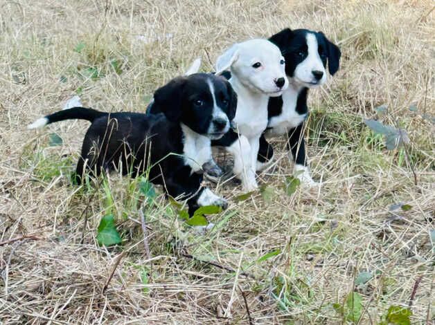 Border collies puppy's for sale in Tunbridge Wells, Kent - Image 2