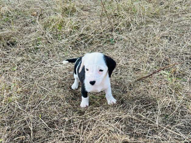 Border collies puppy's for sale in Tunbridge Wells, Kent - Image 3