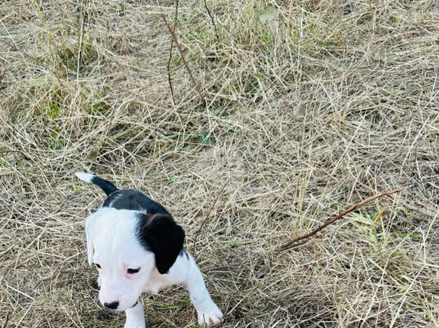 Border collies puppy's for sale in Tunbridge Wells, Kent - Image 4