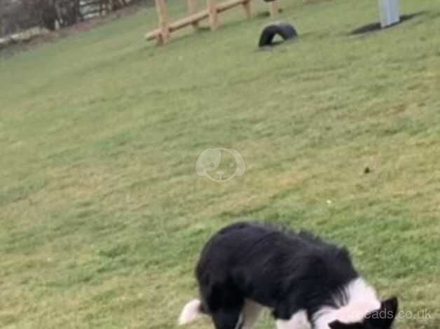 Border collies puppy's for sale in Tunbridge Wells, Kent - Image 5