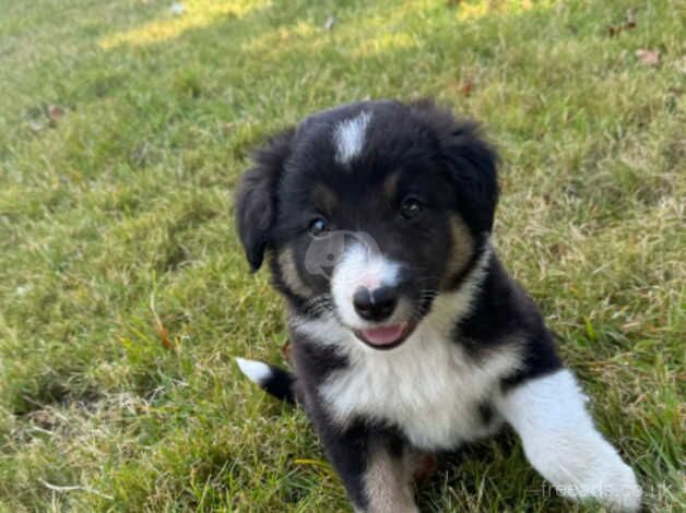 Border Collies pups for sale in Ashford, Devon