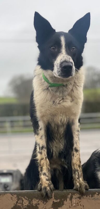 Bordercollie boy for sale in Kilmarnock, Ayrshire and Arran