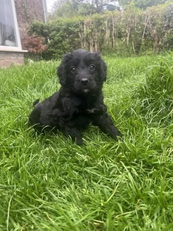 Bordoodle/colliepoo pups ready to leave now. for sale in Brecon/Aberhonddu, Powys