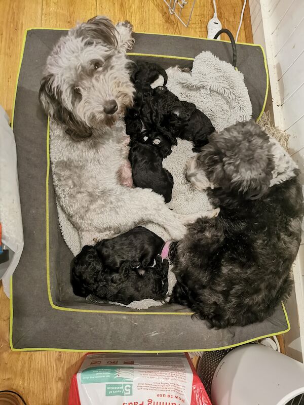 Bordoodle Puppies for sale in Matfield, Kent - Image 2