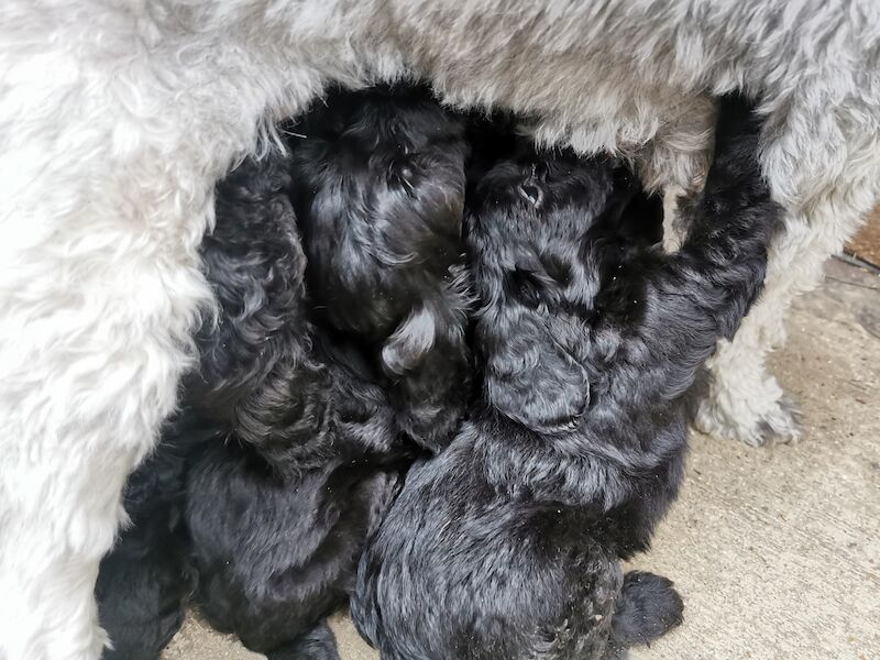 Bordoodle Puppies for sale in Matfield, Kent - Image 3