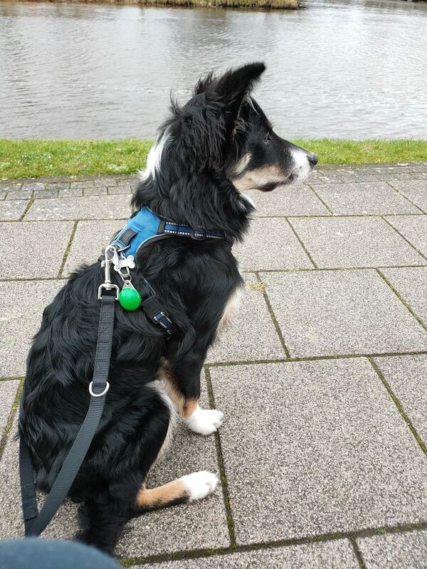 Borger Collie bitch for sale in Enniskillen, County Fermanagh