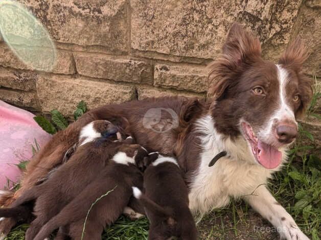 Brown and white border collie puppies for sale in Matlock, Derbyshire - Image 1