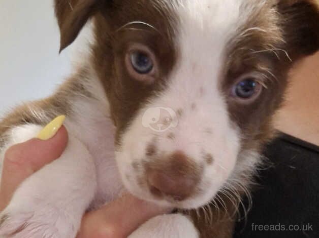 Brown and white border collie puppies for sale in Matlock, Derbyshire - Image 2