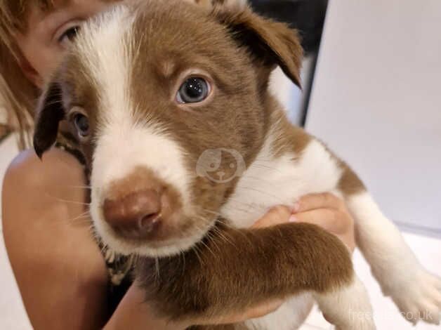 Brown and white border collie puppies for sale in Matlock, Derbyshire - Image 3