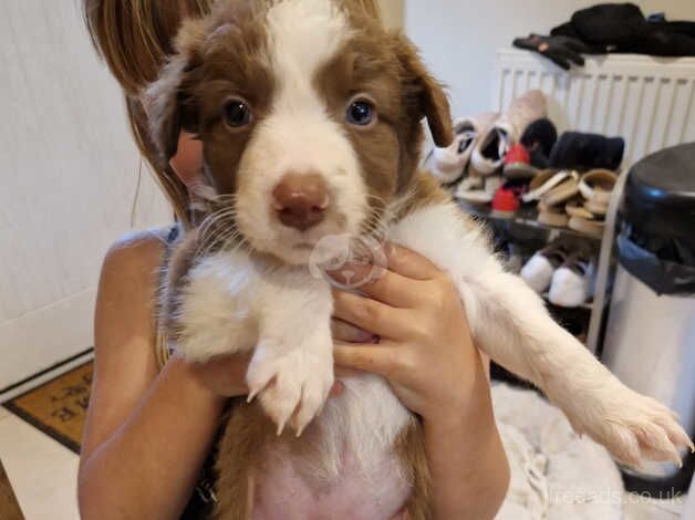 Brown and white border collie puppies for sale in Matlock, Derbyshire - Image 4