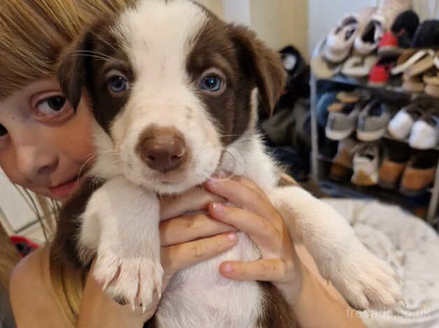 Brown and white border collie puppies for sale in Matlock, Derbyshire - Image 5