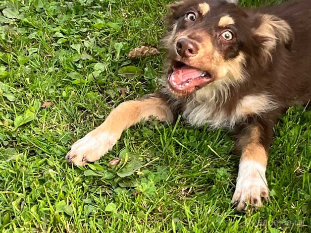 Brown Sheepdog pups for sale in Swansea - Image 2