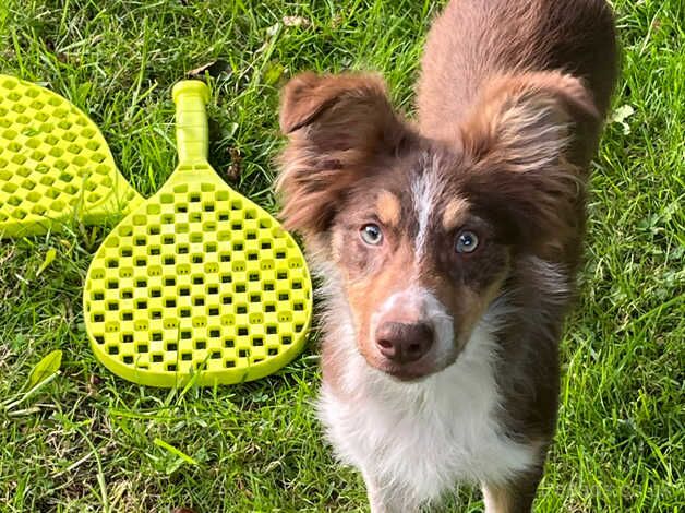 Brown Sheepdog pups for sale in Swansea - Image 3