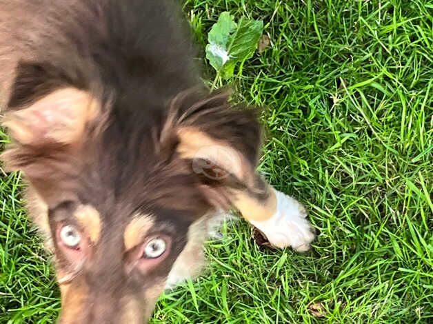 Brown Sheepdog pups for sale in Swansea - Image 4