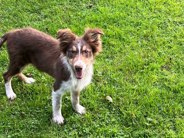 Brown Sheepdog pups for sale in Swansea - Image 5