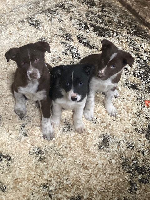 Brown & White Collie Pups for sale in Ballymena, County Antrim