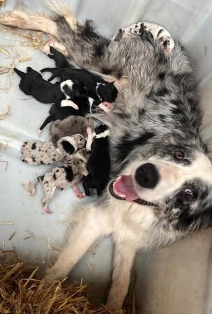 Champion Blue Merle border collie puppies for sale in Nelson, Lancashire