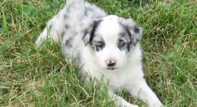 Champion Blue Merle border collie puppies for sale in Nelson, Lancashire - Image 2