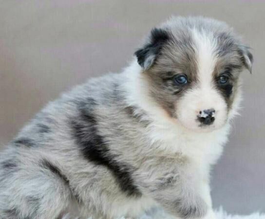 Champion Blue Merle border collie puppies for sale in Nelson, Lancashire - Image 3