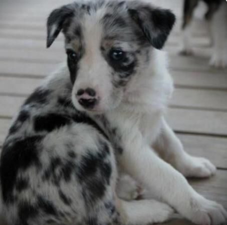 Champion Blue Merle border collie puppies for sale in Nelson, Lancashire - Image 4