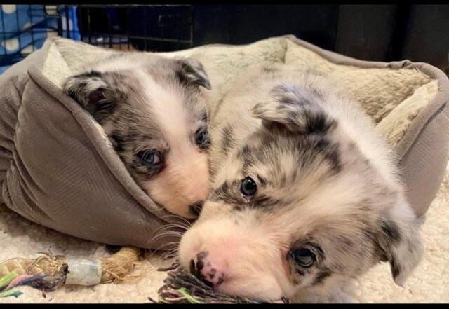 Champion Blue Merle border collie puppies for sale in Nelson, Lancashire - Image 5