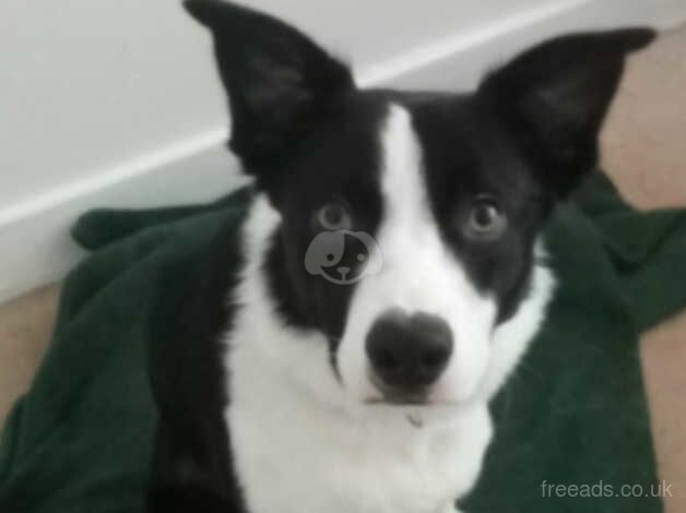 Collie age 11mths old male for sale in Aberdeen, Aberdeen City