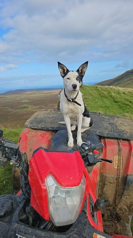 Collie bitch for sale in Inverness, Highland