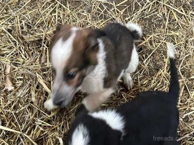 Collie boy pup 10 week old for sale in Newent, Gloucestershire