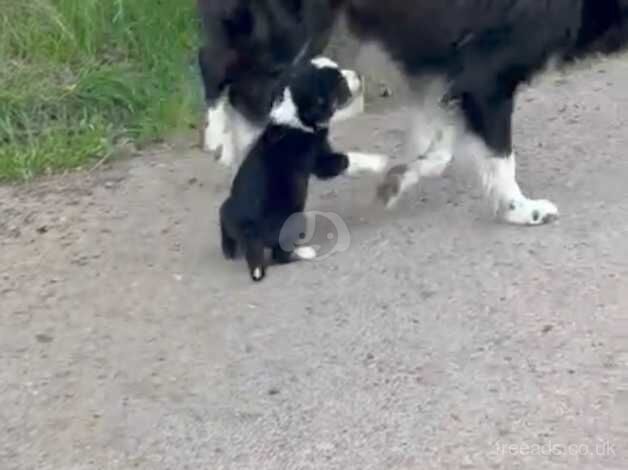 Collie boy pup 10 week old for sale in Newent, Gloucestershire - Image 3