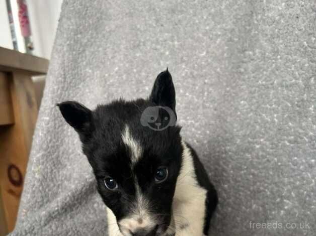 Collie boy pup 10 week old for sale in Newent, Gloucestershire - Image 4