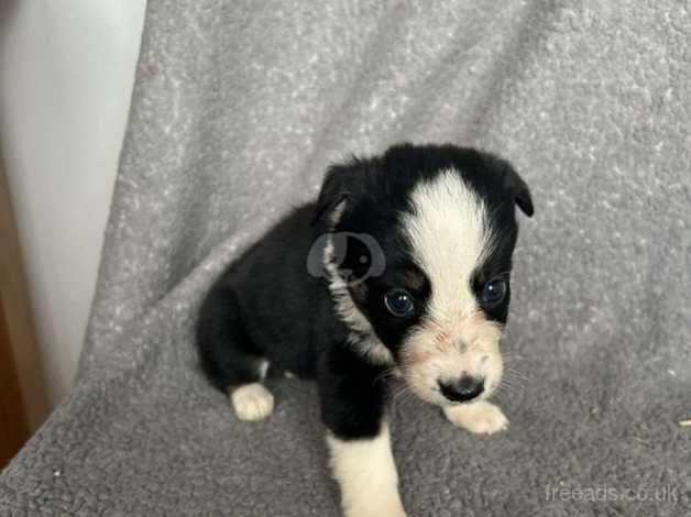 Collie boy pup 10 week old for sale in Newent, Gloucestershire - Image 5