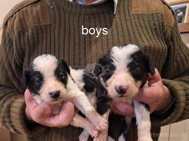 Collie for sale in Belfast, Antrim - Image 1