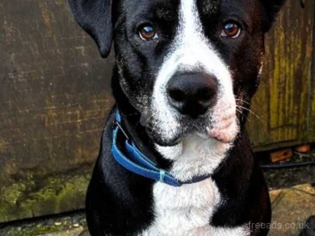 Collie cross mastiff for sale in Dorchester, Dorset - Image 2