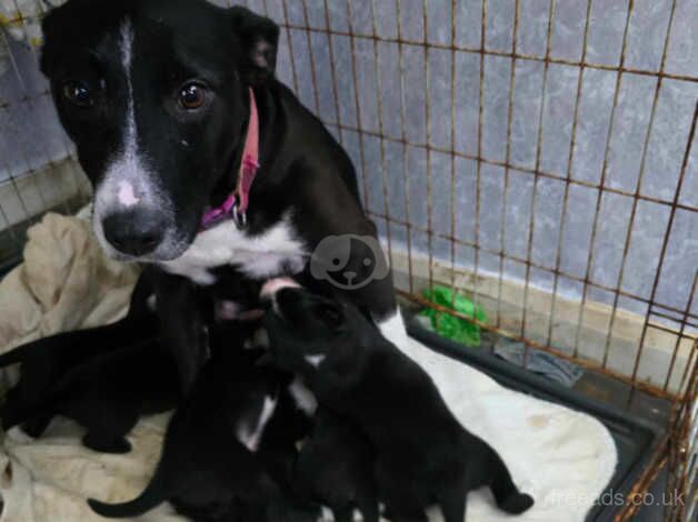 Collie Cross puppies for sale in Launceston, Cornwall