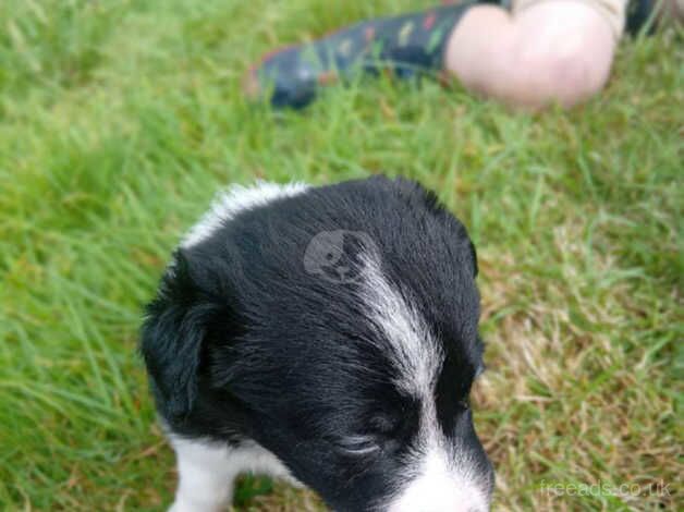 Collie Cross puppies for sale in Launceston, Cornwall - Image 2