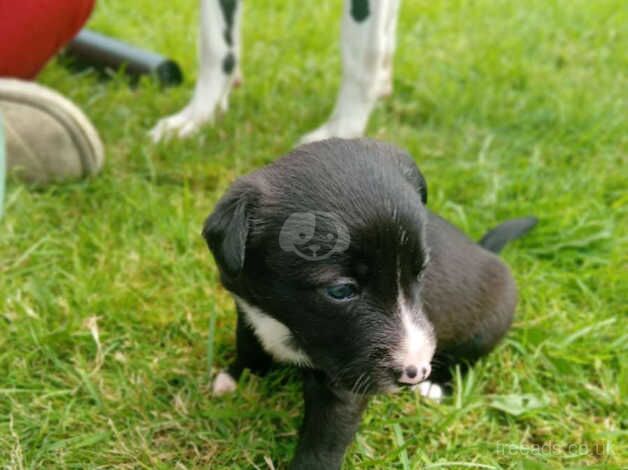 Collie Cross puppies for sale in Launceston, Cornwall - Image 3