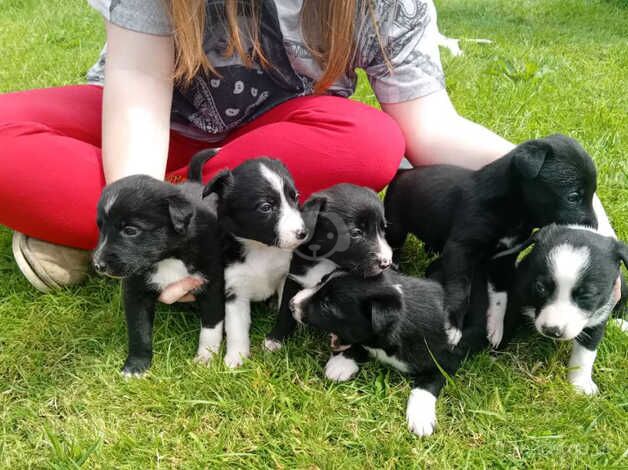 Collie Cross puppies for sale in Launceston, Cornwall - Image 4