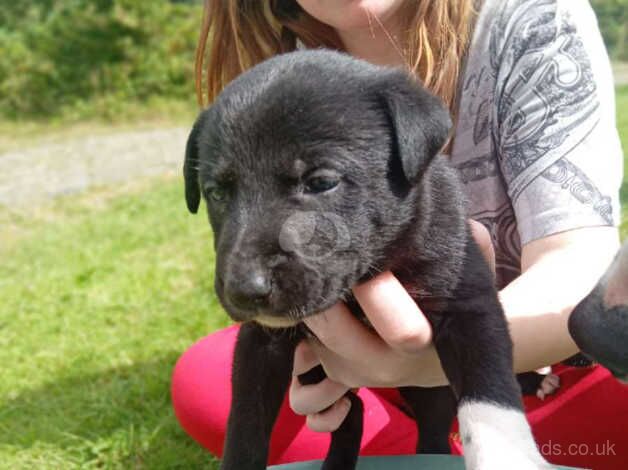 Collie Cross puppies for sale in Launceston, Cornwall - Image 5