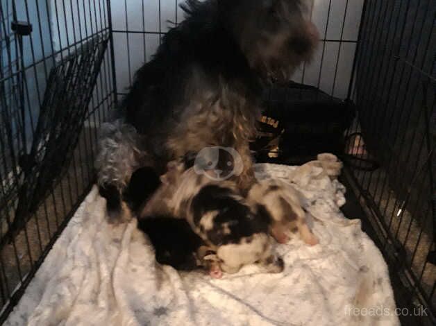 Collie cross pups for sale in Cannock, Staffordshire - Image 2