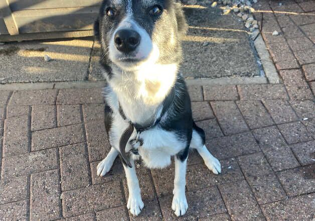 Collie for sale in Stockton-on-Tees, County Durham