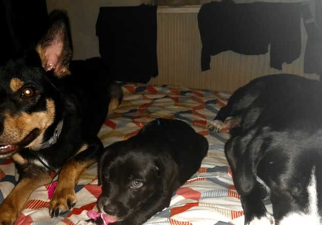 Collie kelpie cross puppies for sale in Plymouth, Devon