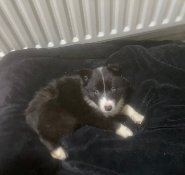 Collie Pup for sale in Ballymoney, County Antrim